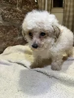 Cupcake, a male Poodle - Toy  for sale in Seymour, MO – Photo 8 of 8