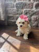 Jelly Bean , a female Poodle - Toy  for sale in Seymour, MO – 2 of 5