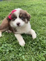 Cinnamon, a female Australian Shepherd for sale in Seymour, MO – Photo 3 of 6