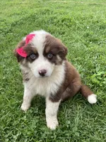 Cinnamon, a female Australian Shepherd for sale in Seymour, MO – Photo 4 of 6