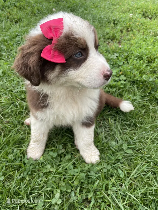 Cinnamon, a female Australian Shepherd for sale in Seymour, MO – Photo 1 of 6