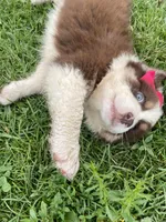 Cinnamon, a female Australian Shepherd for sale in Seymour, MO – Photo 2 of 6