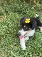 Baby Peach, a female Australian Shepherd for sale in Seymour, MO – 5 of 10