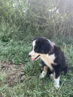 Baby Bowser, a male Australian Shepherd for sale in Seymour, MO – 2 of 10