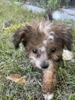 Jake, a male Pomeranian and Poodle - Toy  for sale in Seymour, MO – 4 of 4