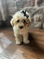 Nougat , a female Poodle - Toy  for sale in Seymour, MO – 3 of 4