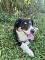 Baby Peach, a female Australian Shepherd for sale in Seymour, MO – 4 of 10