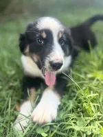 Baby Bowser, a male Australian Shepherd for sale in Seymour, MO – 3 of 10