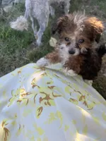 Jake, a male Pomeranian and Poodle - Toy  for sale in Seymour, MO – 1 of 4