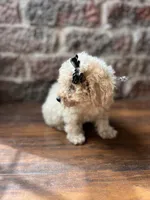 Nougat , a female Poodle - Toy  for sale in Seymour, MO – 4 of 4