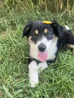 Baby Peach, a female Australian Shepherd for sale in Seymour, MO – 7 of 10