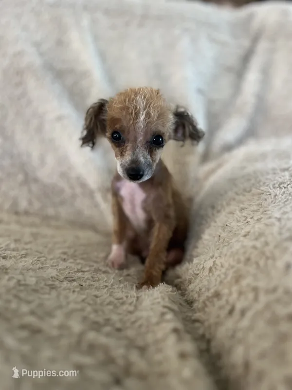 Jake – Pomeranian, Poodle - Toy  puppy for sale in Seymour, MO