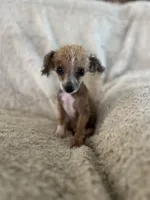 Jake, a male Pomeranian and Poodle - Toy  for sale in Seymour, MO – 1 of 5