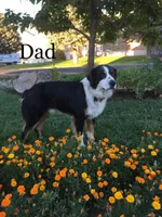 Molasses (Molly), a female Australian Shepherd for sale in Seymour, MO – Photo 4 of 5
