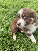 Molasses (Molly), a female Australian Shepherd for sale in Seymour, MO – Photo 3 of 5