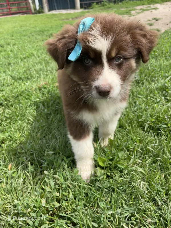 Molasses (Molly), a female Australian Shepherd for sale in Seymour, MO – Photo 1 of 5