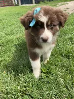 Molasses (Molly), a female Australian Shepherd for sale in Seymour, MO – Photo 1 of 5