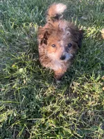 Jake, a male Pomeranian and Poodle - Toy  for sale in Seymour, MO – 3 of 4