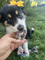 Baby Peach, a female Australian Shepherd for sale in Seymour, MO – 3 of 10