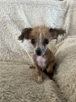 Jake, a male Pomeranian and Poodle - Toy  for sale in Seymour, MO – 4 of 5