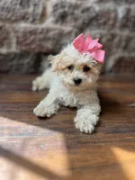 Jelly Bean , a female Poodle - Toy  for sale in Seymour, MO – 3 of 5