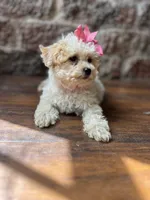 Jelly Bean , a female Poodle - Toy  for sale in Seymour, MO – 5 of 5