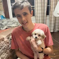 Cupcake, a male Poodle - Toy  for sale in Seymour, MO – Photo 4 of 8