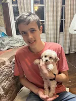 Cupcake, a male Poodle - Toy  for sale in Seymour, MO – Photo 4 of 8