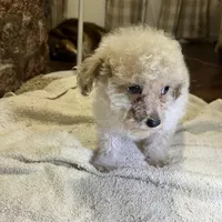 Cupcake, a male Poodle - Toy  for sale in Seymour, MO – Photo 6 of 8
