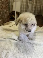 Cupcake, a male Poodle - Toy  for sale in Seymour, MO – Photo 6 of 8