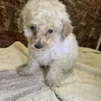 Cupcake, a male Poodle - Toy  for sale in Seymour, MO – Photo 5 of 8