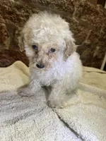 Cupcake, a male Poodle - Toy  for sale in Seymour, MO – Photo 5 of 8