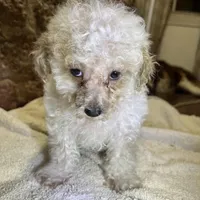 Cupcake, a male Poodle - Toy  for sale in Seymour, MO – Photo 3 of 8
