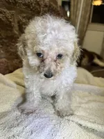 Cupcake, a male Poodle - Toy  for sale in Seymour, MO – Photo 3 of 8