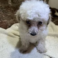 Cupcake, a male Poodle - Toy  for sale in Seymour, MO – Photo 7 of 8