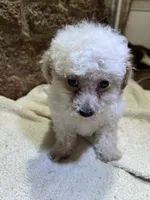 Cupcake, a male Poodle - Toy  for sale in Seymour, MO – Photo 7 of 8