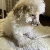Cupcake, a male Poodle - Toy  for sale in Seymour, MO – Photo 2 of 8