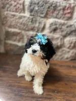 Licorice , a female Poodle - Toy  for sale in Seymour, MO – 3 of 3