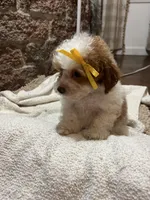 Muffin, a female Poodle - Toy  for sale in Seymour, MO – Photo 6 of 8