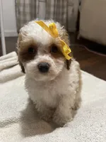 Muffin, a female Poodle - Toy  for sale in Seymour, MO – Photo 1 of 8