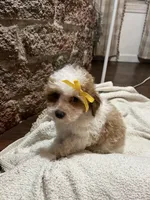 Muffin, a female Poodle - Toy  for sale in Seymour, MO – Photo 7 of 8