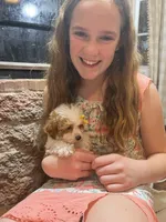 Muffin, a female Poodle - Toy  for sale in Seymour, MO – Photo 5 of 8