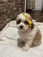 Muffin, a female Poodle - Toy  for sale in Seymour, MO – Photo 4 of 8