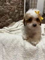 Muffin, a female Poodle - Toy  for sale in Seymour, MO – Photo 2 of 8