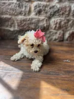 Jelly Bean , a female Poodle - Toy  for sale in Seymour, MO – 4 of 5