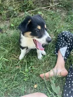 Baby Peach, a female Australian Shepherd for sale in Seymour, MO – 9 of 10