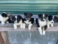 Viva, a female Australian Shepherd and Collie for sale in Seymour, MO – Photo 2 of 4
