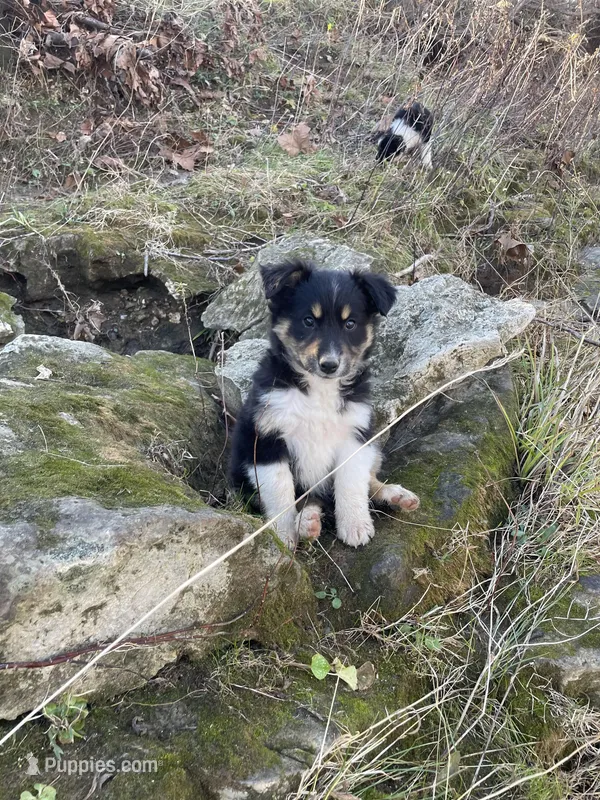 Viva, a female Australian Shepherd and Collie for sale in Seymour, MO – Photo 1 of 4