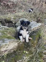Viva, a female Australian Shepherd and Collie for sale in Seymour, MO – Photo 1 of 4