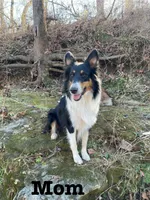 Viva, a female Australian Shepherd and Collie for sale in Seymour, MO – Photo 3 of 4